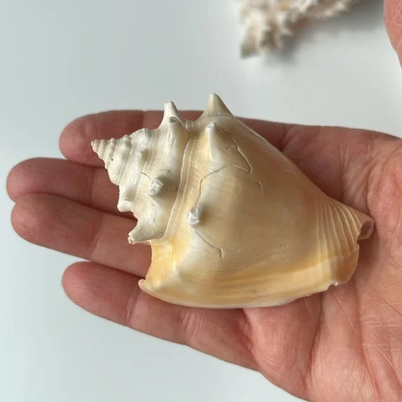 Assorted Seashell Collection - Picture 6 of 8